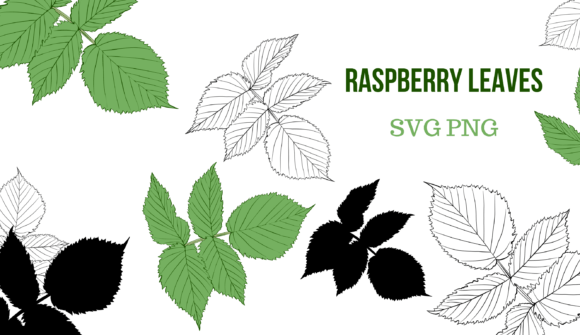 Raspberry Leaves PNG SVG
